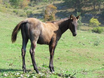 Sanoma Gunna Smokum. Sanoma. 2016 AQHA Blue Roan Filly. By Wrss Wyohancockgunnr and out of Electra Flash. This filly is huge and oh so flashy! Very nicely put together foal. She is as nice and straight as they come and should mature to a nice sized 15.2 hands. She will be stocky and big. Would be ideal for trail riding, working cows, roping or team penning. This girl will have the looks and intelligence to do anything you want her to do. Pedigree includes: Doc's Prescription, Jesse James, Blue Apache Hancock, Leo Hancock Hayes, Chukkar Maid and Wyo O Blue. She is 5 panel N/N! Priced at $1600. SOLD, Thank you Holly!