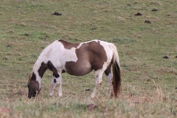 Hawks Magic Otoe. 2000 APHA Grullo Tobiano Mare. 15.1 hands. Magic has been one of our best broodmares and we have sold all of her foals she has ever had. Her foals tend to be quiet and easy to get along with and train. One is team penning and a few are doing barrels and one is showing in halter and lunge line. These foals are just all around babies. She is out of Mini Otoe, leading back to Otoe's Goldenrod and Otoe. Her sire is Kiblers Black Hawk. She is a half sister to Kiblers Holy Cow! She is 6 Panel NN!