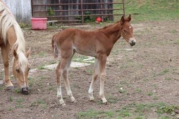 2022 AQHA Sorrel Filly BY ATV and out of Missin Flame. She is 5 panel NN through sire and dam. She should mature to around 15 hands. She is out of everyone's favorite mare, Flame. Pedigree includes: Missin James, Dash For Cash, Doc O Lena Twist and more. SOLD