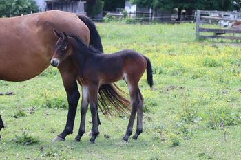 2022 AQHA Bay Roan Colt. By Wrss Wyohancockgunnr and out of Rugged Twisted Gun. This guy is nice and flashy! He is 5 panel NN through sire and dam. He should mature to 15.0 hands and be pretty stocky. This guy will be able to do it all! Whether it is roping, cutting, penning or trail riding, He will do it. Pedigree includes: Rugged Lark, Playgun, Doc O Lena Twist, Smart Little Lena, Blue Apache Hancock and more. $3300