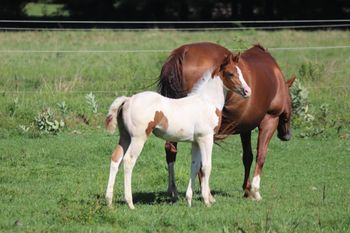 Helianthus. 2020 APHA Chestnut Tobiano By Kiss My Tonto and out of Nothin Doin. This girl is thick as can be! Smart and big! Pedigree includes: Kiss My Zippo, Paint Me Zippo, Two Eyed Jack, Sonny Dee Bar and more. SOLD.