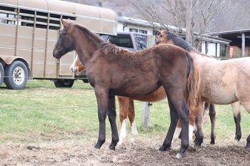 Gunna Wreak Havok. 2021 AQHA Blue Roan Filly. By Wrss Wyohancockgunnr and out of Electra Flash. She is 5 panel NN. Should mature to 15.1-2 hands. easy. Pedigree includes: Blue Apache Hancock, Jesse James, Docs Prescription and Wyo O Blue. Sold.
