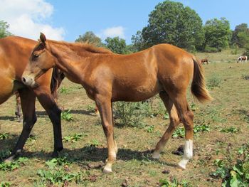 Reckless Twist N Gun. Major. 2016 AQHA Chestnut Colt. By ATV and out of Larks Play Gun. This guy is smooth and quick! He will excel in cutting, reining, penning, anything performance based. His full sister travelled to Congress and did extremely well in barrel racing. Should mature to a stocky 14.2-3 hands. Pedigree includes: Doc O Lena Twist, Peppymint Twist, Royal Silver King, Peppy San Badger, Playgun, Smart Little Lena, Freckles Playboy and the great Rugged Lark. Priced at $1400 and he is 5 panel N/N. SOLD! Thank you Lacritia!