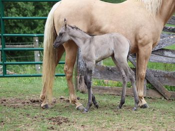 2021 AQHA Grulla Roan Filly. By Wrss Wyohancockgunnr and out of Twistn For Cash. 5 panel NN. Should mature to 15 to 15.1 hands. This filly is drop dead gorgeous. Pedigree includes: Doc O Lena Twist, Royal Silver King, Blue Apache Hancock, Wyo O Blue, Missin James, Sugar Bars and more. $3200. Sale Pending.