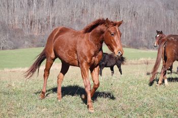 Lil Kitty is Twisted. Chicky. 2018 AQHA Sorrel Filly. Price to be determined By: ATV Out of: Chickasha Kitty. This filly is bred to perform....pedigree includes: Grays Starlight, Doc O Lena Twist, Spooks Jazzman, Royal Silver King, High Brow Hickory, and many more! Should mature to 15 hands. 5 panel NN.