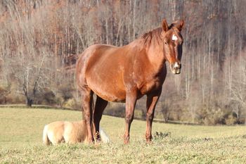 Lil Foxy Cottontail. 2002 AQHA Chestnut Mare. 14.2 hands. This mare has an incredible pedigree and can catch a cow. She has been shown in Cutting as well as Team Penning. Her best time in penning was 28 seconds. This mare has Finally Got Smart, Smart Little Lena, Little Trona, Freckles Playboy, and As Smart as the Fox on her papers! Her foals tend to be stocky, quiet and very athletic. 5 Panel N/N!!