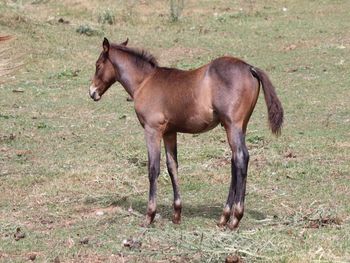 Imma Cocked Playgun. 2021 AQHA Bay Roan Colt. By Wrss Wyohancockgunnr and out of Smart Sugar Playgun. 5 panel NN Should mature to 15 hands. This guy is think already with great bone. He is straight and correct. This mare's foals tend to be easy going, smart, catty and willing to please. Pedigree includes: Playgun, Smart Little Lena, Sugar Bars, Flamin Quincy Dan, Blue Apache Hancock, Wyo O Blue, Chukkar Maid and more. Priced at $2600. Sale Pending