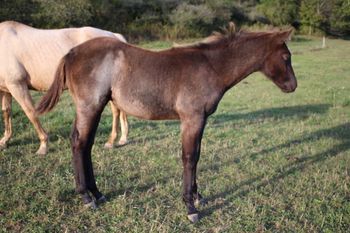 Thor.. 2017 AQHA Blue Roan Colt. By Wrss Wyohancockgunnr and out of Electra Flash. This is one big, tall colt. He should mature to 15.3 hands. This colt is super athletic and incredibly smart and willing to please. His pedigree is nice and all around. He will be able to do just about anything. Pedigree includes: Blue Apache Hancock, Gooseberry, Plenty Try, Docs Prescription, Jesse James, Leo Prescription, and many more. He is also 5 panel NN through both sire and dam. Sold! Thank you Dakota!