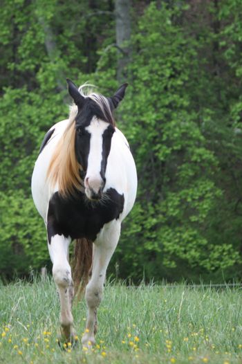 Kiss Blackhawk Shadow. 2013 APHA Black Tobiano Filly. Located in Roanoke VA right now. This filly is by Kiss My Tonto and out of Blackhawks Conclusion. This filly is really sweet, easy going, she loves to please and so willing to learn! She is also at the perfect age to be trained! Should mature to 15.2 hands. Long, flowing mane, beautiful markings. She could also be homozygosu tobiano. This filly would excel in any discipline and look stunning out in the field as a broodmare down the road. $1600. SOLD!