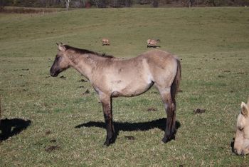 Riot. 2019 AQHA Grulla Roan Filly. By Wrss Wyohancockgunnr and out of Twistn For Cash. This filly is leggy, refined and just so darn cute! Pedigree includes: Doc O Lena Twist, Blue Apache Hancock, Leo Hancock Hayes, Royal Silver King and more. 5 panel NN. Sold!