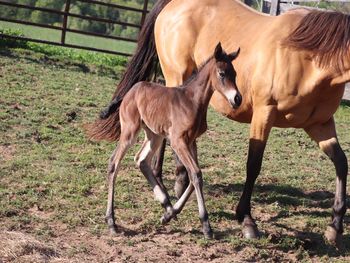 2021 AQHA Bay Roan Filly. By Wrss Wyohancockgunnr and out of Freckles Silver Gun. 5 panel NN. Should mature to 15 to 15.1 hands. She will be stocky! Pedigree includes: Blue Apache Hancock, Wyo O Blue, Smart Little Lena, Playgun, Doc O Lena Twist and more. Priced at $2700. SOLD!
