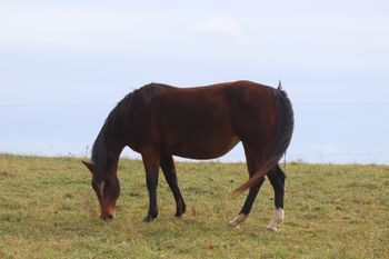 Easy Hollywood Cash. 2010 AQHA Bay Mare. Pedigree includes: Dash For Cash, Hollywood Dun It, Kaliman, Easily Smashed, and Rockets Cash Wrangler. Bred for speed! She is 5 panel N/N.