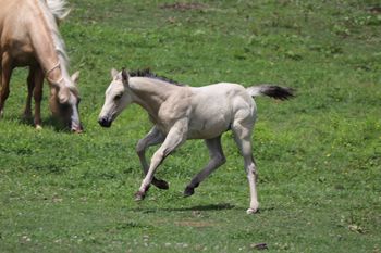 Gauge. 2021 AQHA Dunskin Roan Colt. By Wrss Wyohancockgunnr and out of Twisted Royal Sugar. Pedigree includes: Doc O Lena Twist, Peppymint Twist, Sugar Bars, Sir Quincy Dan and more. Should mature to 15 to 15.1 hands. 5 panel NN. SOLD.