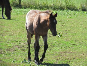 Hancocks Frisky Doc. Fritzy. 2016 AQHA Bay Roan Filly. By Wrss Wyohancockgunnr and out of Miss Fancy Hawk. Pedigree includes: The Superhawk, Blue Apache Hancock, Leo Hancock Hayes, Doc Bar, Fancy Ace Miss, and Frisky Freda. Should mature to a very solid, stocky 15 hands. This girl will have a huge hip and chest on her! Hopefully look a lot like her dam. Priced at $1500. 5 Panel N/N! Sold! Thank you Adam!
