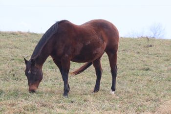 Gunnin Sugar. 2004 AQHA Bay mare. 15 hands. This mare is a wonderful mare that would look good in the show pen chasing cattle our out in the pasture with a foal on her side. She is by our stallion Gunnin It and out of Our Flamin Cinnamon. On her papers she has Playgun, Freckles Playboy, Smart Little Lena, Three Bars, and Miss Silver Pistol, Our Hide N Seeker and Goldseeker Bars. Her bloodlines also go back to Sugar Bars and Leo. 4 panel N/N. she is a Herda carrier.
