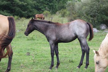 Secret. 2020 AQHA Blue Roan Filly. By Wrss Wyohancockgunnr and out of Dash For Pistol. This chciky is fast, sleek and just darn near perfect. Her pedigree includes: Playgun, Smart Little Lena, Tuffernhel, Blue Apache Hancock, Wyo O Blue and many more. SOLD!
