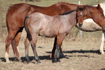 2019 AQHA Bay Roan Colt. By Wrss Wyohancockgunnr and out of Nothin Doin. This guy is a big, stocky guy. He is the youngest of them all and really filling out nicely! Pedigree includes: Sonny Dee Bar, Two Eyed Jack, Blue Apache Hancock and more. Should mature to 15.2 hands. Priced at $1600. SOLD!