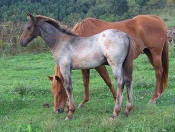 Hancock Blue Hayes. Poseidon. 2014 AQHA Bay Roan Colt. By Wrss Wyohancockgunnr and out of Flower Skipper. This guy is very nice! Super sweet and quiet, he loves attention already! Pedigree includes: Gooseberry, Plenty Try, Wyo O Blue, Blue Apache Hancock, Blue Valentine, Skipa Star and many more! Price reduction! $1300 down to $1100! SOLD!