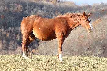 Nothin Doin. 2000 AQHA Chestnut Mare. Pedigree goes back to Sonny Dee Bar, Two Eyed Jack and many more. 5 Panel N/N!!!
