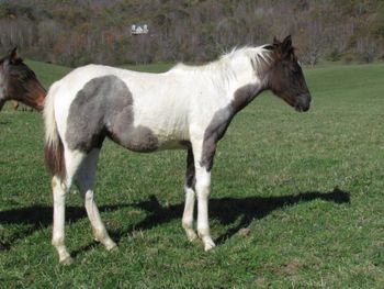 Holy Cow Im A Hancock. Indigo. 2016 APHA Blue Roan Tobiano Paint filly. By Wrss Wyohancockgunnr and out of Kings Holy Poco. This girl is flashy! She is going to be a big girl too! Probably around 15.1 hands. She will be friendly and quiet like both of her sire and dam. This girl will be able to go in any direction you point her towards. Pedigree includes: Blue Apache Hancock, Leo Hancock Hayes, Kiblers Holy Cow, Kiblers Black Hawk, Moon Brat, Copper College, Wyo O Blue and many more! She is 6 panel NN! NN for HERDA, PSSM1, MH, HYPP, GBED AND LWO. Priced at $2100. Sold! Thank you Samantha and Kitty! Congratulations on your new girl!