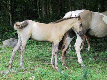2014 APHA Solid Grulla Roan Colt! By WRSS Wyohancockgunnr and out of Hawks Magic Otoe. This guy is nice! He has loads of cobwebbing on his fae and legs, he will be flashy! Unfortunately he didn't get any white spots, but that won't stop him from looking flashy in the show pen or on the trail. He will be quiet and easy going like all of her foals . He should mature to 15.1-2 hands. $1300. SOLD! Heading to KY!