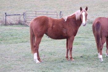 GunnaShineDisKittyUp. Journey. 2020 AQHA Sorrel Filly. By DP Gunnaoutshinya and out of Chickasha Kitty. This filly is something special that we are retaining for our program!