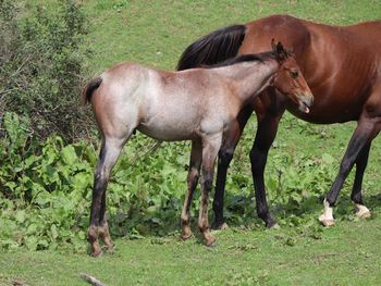 Wrss Hickory Rushing. 2021 AQHA Bay Roan Colt. By Wrss Wyohancockgunnr and out of Kr Hickory Chick. This guy is 5 panel NN, should mature to 15 to 15.1 hands. He will be thick. His mom is THICK. This guy would do well in barrels, penning, roping, cutting and more. Pedigree incldues: Peppy San Badger, Wyo O Blue, Blue Apache Hancock, Lemacs Peppy Que, and more. Priced at $2600. Sold!