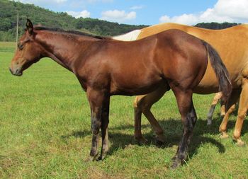 Famous. 2012 AQHA Bay Stud Colt. By Gunnin It and out of Missin Flame. Pedigree includes: Missin James, Playgun, Smart Little Lena, Freckles Playboy, Dash For Cash, Sugar Bars, Smart Daisy Date, Flamin Quincy Dan, and Doc's Hickory. He is going to be a big stocky boy. His full sister is in NC running 1D barrels, he will be quick! $1200. SOLD!!! Thanks Ashlyn!