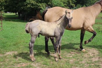 Price: $2700 Sire: Wrss Wyohancockgunnr Dam: Dash For Pistol This guy is going to be big boned and stocky. He should mature to a 15.0 to 15.1 hands. This mare's foals tend to be very smart and easy going. He is 5 panel NN (UC Davis verified NN on Herda). His pedigree includes: Playgun, Smart Little Lena, Freckles Playboy, Blue Apache Hancock, Leo Hancock Hayes, Tuffernhel, Miss Silver Pistol, Wyo O Blue and Chukkar Maid. SOLD! Thanks Rhonda and Kelly!