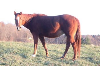 Smart N Tuff Peppy. 2002 AQHA Sorrel Mare. 15.1 hands. She is by Smart Pep Olena, out of Smart Chic Olena. If we are not mistaken we have had the only 2 foals out of Smart Pep Olena. She is the only one we have left. She is out of Kennys Babe. Her foals are extremely athletic and have been excelling in the barrel racing pen, along with team penning, cutting and reining. They are quick on their feet and have the ability to turn on a dime. 5 Panel N/N.