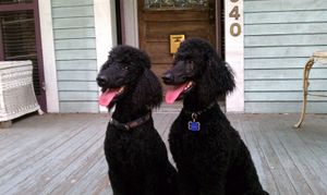 Daphne and Derbigny are sisters and best friends! They live in Uptown New Orleans, LA (yay! close to me!)