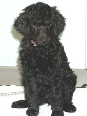 Comet as a pup in 2005 - check out those feet and small little dark eyes!