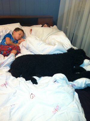 After a Long Day at the Dog Show, Kids & Comet Enjoy the Most Peaceful of Slumber
