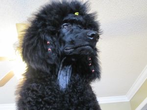 Giselle, my black 7mo old AKC show standard poodle, wants YOU to read up on articles to help your S'poo have a fighting chance against diseases that plague this fabulous breed!