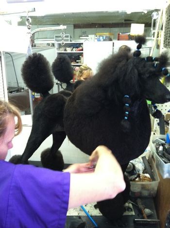 Leslie of Audrey's Grooming in Baton Rouge helping me get that smooth finish on Jacki. Leslie is the breeder of the Simon x Peaches litter last year. She's a great friend to us!