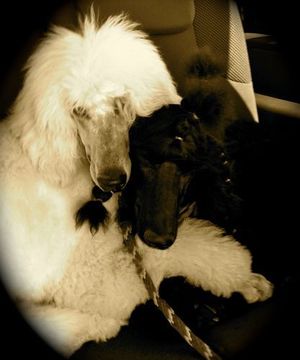 My 2 standard poodles, Armani (left) and Giselle, cuddling on a recent trip to the dog show