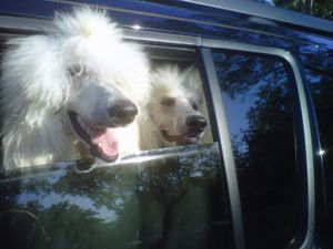 Bentley and Armani, 2 male standard poodles at 7 mos. old