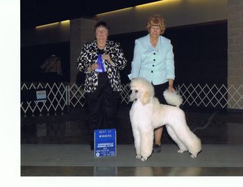 Armani winning his first points in Belton, TX under judge Peggy Lloyd at 7 mos old. Handler Betty Brown; photo by Luis Sosa