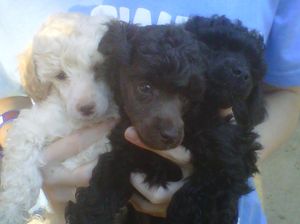 A litter of three mini poodles out of Bailey and sired by Castle - 6 Weeks