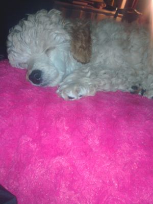 Chloe, a 4 month old cream miniature poodle puppy, takes a nap on her soft pink pillow. 