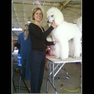Margot, my Lovely White Standard Poodle from Betty Brown of Donnchada & I in Canton, TX (Oct 2010)