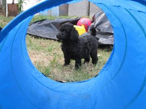 Derbigny, a 6 week old standard poodle puppy, investigating the agility tunnel