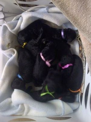 Standard Poodle Puppies Born 4-18-11 out of Ch. NLD Just Before Midnight x Ch. Aleph American Idol. They should be stunning!
