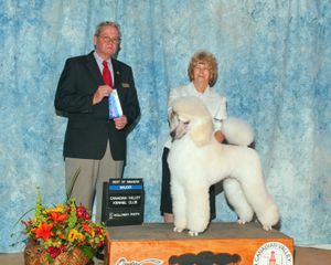 Armani Picking Up a 4 Point Major in Oklahoma, 2011. Photo by Victoria Holloway. Pictured with handler, co-breeder, and co-owner Betty Brown.