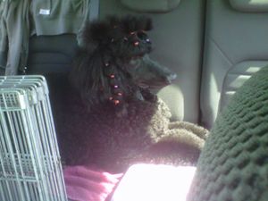 My 8 mo. old standard poodle puppy, Giselle, quietly road-tripping. She has always been a great traveler.