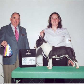 "Bug" Dier's Day Dreamer winning her first 3 point major and Best of Breed the first time shown with her new mom Emily Held. Excellent work Emily!