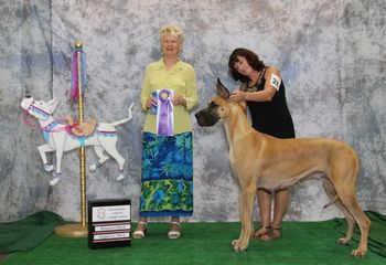 Great Dane Club of Lehigh Valley, August 6, 2011. Winners for a 4 point major under Judge Winkie Ansel
