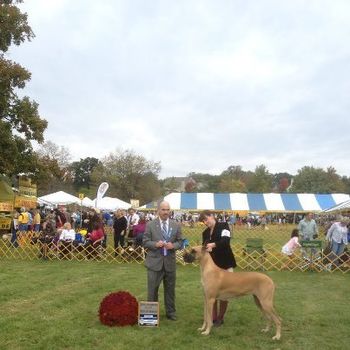 Jenny is now CHAMPION Patriots Can't Read My My Poker Face winning her final major at Devon Dog Show under Judge Harry Schulman for a three point major and Best of Winners. Oct 6, 2012.