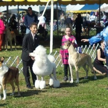Jules and Spyder at SJ Kennel Club, Oct 20 and 21. Jules wins her second and third Junior Novice shows and now moves up to Junior Open. Spyder just loved being out to show this weekend.