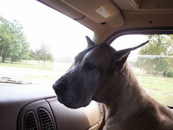 Tater riding in the scooby doo van, October 2006 a few days before her cancer surgery. Tater died November 2, 2006 riding in her van on the way to the doctor 2 weeks after her surgery. Mommy misses you so much, you were my love.